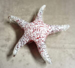 SZKŁO MURANO, FIGURA ROZGWIAZDA CZERWONA